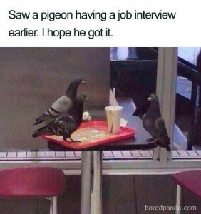 Pigeon at job interview memes